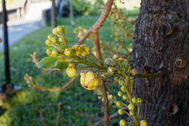 Promenade à Suan Luang avec Potter-016